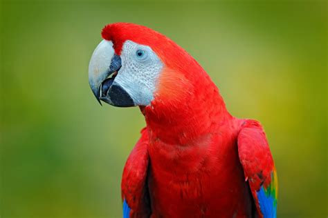 guacamayo rojo - pavo real rojo